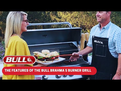 Bull Brahma Video